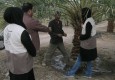 نجات نخلستانهای میرجاوه از حمله آفت سوسک سر خرطومی حنایی