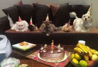 جشن تولد میلیونی برای سگ ها پدیده ای در پایتخت/ جشن تولد سالی، پسرم!