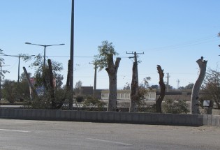 قتل عام درختان در شهرستان میرجاوه