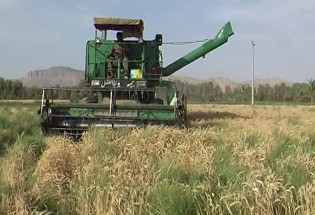 برداشت چهار هزار تن گندم  از مزارع شهرستان میرجاوه