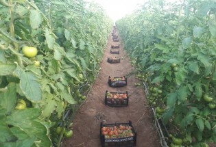 آغاز برداشت محصولات گلخانه ای در میرجاوه/صادرات 700 تن گوجه فرنگی ارگانیک به کشورهای حاشیه خلیج فارس و روسیه