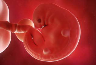 قلب جنین از هفته ششم بارداری می‌تپد+ تصاویر و توصیه‌هایی مهم به مادران باردار