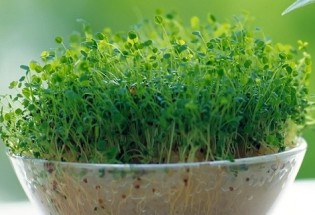 سبزه نوروز ۹۸| آموزش کاشت انواع سبزه هفت سین که به کارتان می‌آید