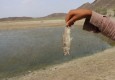 خشکسالی در جنوب سیستان و بلوچستان بچه ماهی ها را تلف کرد