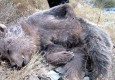 حمله سگ شکاری به توله خرس زنجیر شده / خرس آزاری شیوه جدید فالوور جمع کردن + فیلم