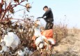 رونق تولید طلای سفید در سیستان وبلوچستان/ چهار شهرستان استان در طرح پایلوت کشت پنبه قرار گرفتند