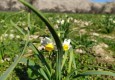 تولید و پرورش گیاهان زینتی، فرصتی برای سرمایه‌گذاری در نیک‌شهر