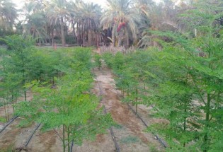 غلفت از درختی پولساز| تولید در سیستان و بلوچستان فرآوری در کشورهای حوزه خلیج فارس